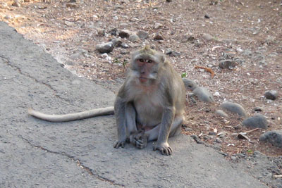 ウルワトゥ寺院の猿